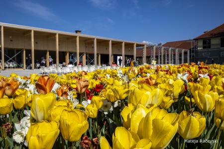 Festival zelišč (9)